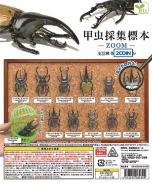 Beetle Collection Specimens - ZOOM -