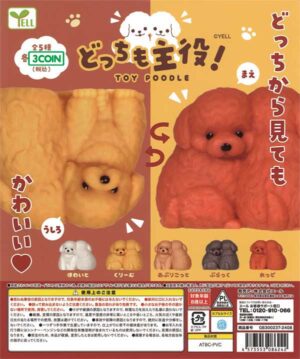 Both are Main Characters! Toy Poodle